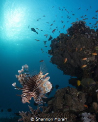 Lionfish on the house reef at Marsa Shagra. by Shannon Moran 